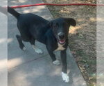 Small #1 Labrador Retriever Mix