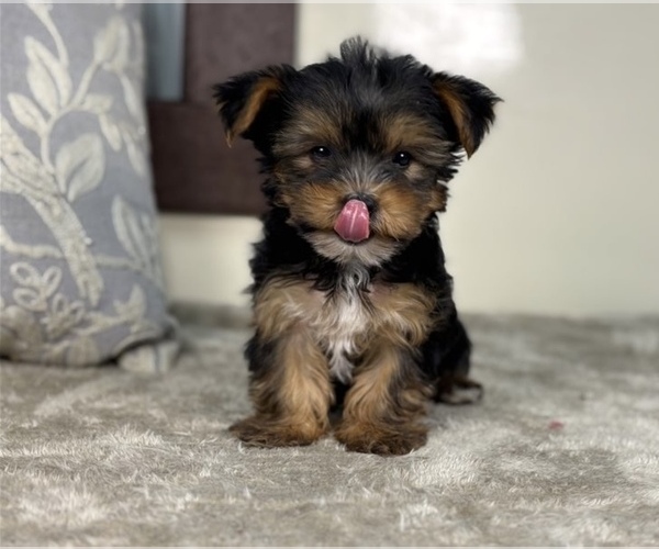 Medium Photo #1 Yorkshire Terrier Puppy For Sale in RALEIGH, NC, USA