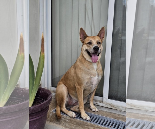 Medium Photo #2 Akita-Unknown Mix Puppy For Sale in McKinney, TX, USA