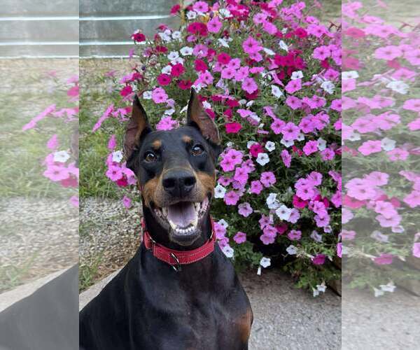 Medium Photo #3 Doberman Pinscher Puppy For Sale in Aurora, OH, USA
