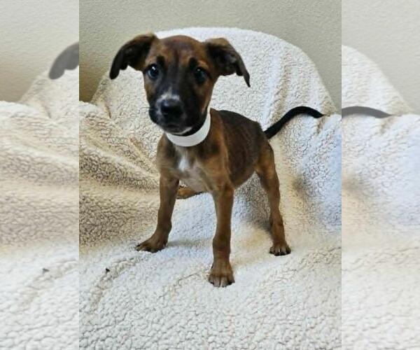 Medium Photo #12 Black Mouth Cur-Unknown Mix Puppy For Sale in Rockwall, TX, USA
