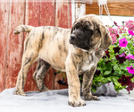 Small #4 Mastiff