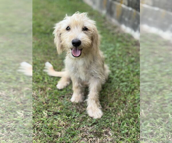 Medium Photo #1 Mutt Puppy For Sale in PIPE CREEK, TX, USA