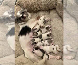 Mother of the Chihuahua puppies born on 12/11/2023