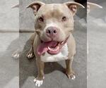 Small #1 American Pit Bull Terrier Mix