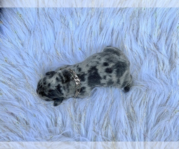 Medium Photo #54 French Bulldog Puppy For Sale in HAYWARD, CA, USA