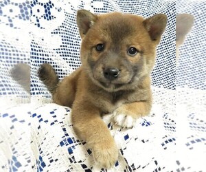 Shiba Inu Puppy for sale in NORWOOD, MO, USA