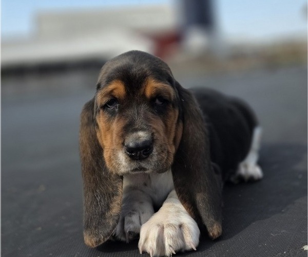 Medium Photo #11 Basset Hound Puppy For Sale in GREENLEAF, WI, USA