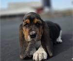 Small Photo #11 Basset Hound Puppy For Sale in GREENLEAF, WI, USA