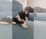 Small #6 Shih Tzu