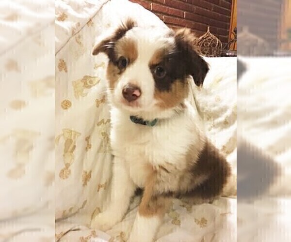Medium Photo #5 English Bulldog Puppy For Sale in ATHENS, GA, USA