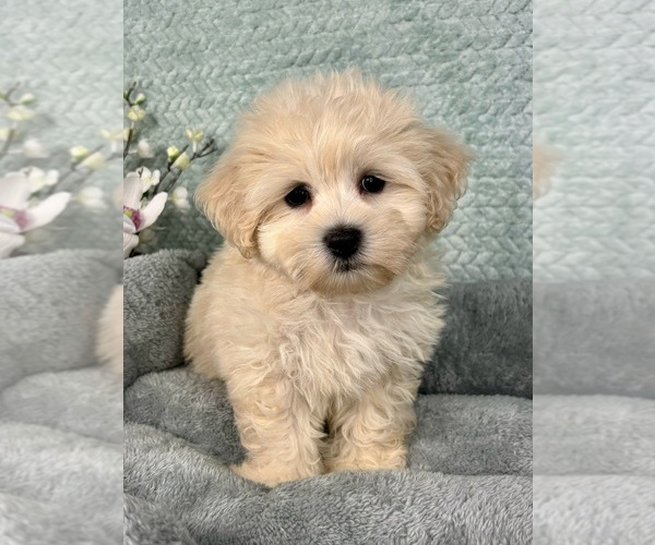Medium Photo #3 Maltipoo Puppy For Sale in FRANKLIN, IN, USA