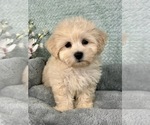 Small #2 Maltipoo