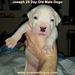 Small Photo #14 Dogo Argentino Puppy For Sale in PINEVILLE, MO, USA