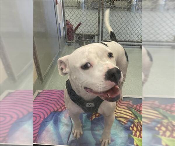 Medium Photo #2 American Pit Bull Terrier-Unknown Mix Puppy For Sale in Plano, TX, USA