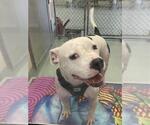 Small #1 American Pit Bull Terrier Mix