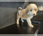 Small Photo #7 Australian Shepherd-Great Pyrenees Mix Puppy For Sale in SAN BERNARDINO, CA, USA