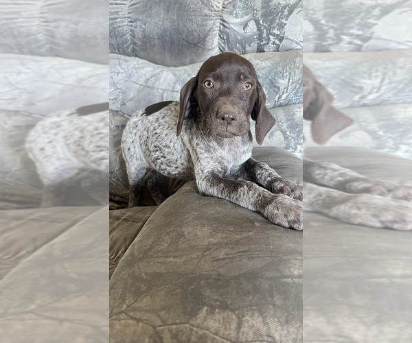 Medium Photo #1 German Shorthaired Pointer Puppy For Sale in WARSAW, NC, USA