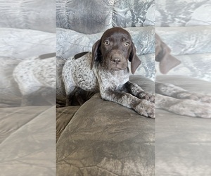 German Shorthaired Pointer Puppy for sale in WARSAW, NC, USA