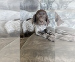 Image preview for Ad Listing. Nickname: Ginger