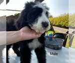 Puppy M blackwhite Sheepadoodle