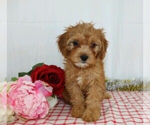 Cavapoo Puppy for sale in FREDERICKSBG, OH, USA