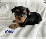 Small Photo #8 Yorkshire Terrier Puppy For Sale in FONTANA, CA, USA
