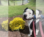 Small Photo #7 American Staffordshire Terrier Puppy For Sale in Spring Lake, NJ, USA