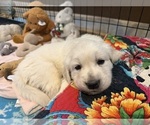 Small #10 English Cream Golden Retriever