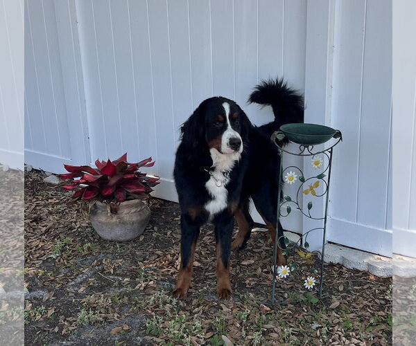 Medium Photo #5 Bernese Mountain Dog Puppy For Sale in Valrico, FL, USA