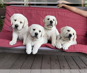 Labrador Retriever Puppy for Sale in CARMICHAEL, California USA