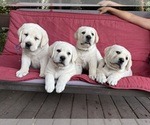 Small Labrador Retriever