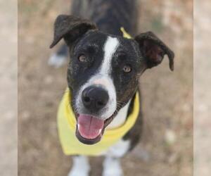 Mutt Dogs for adoption in San Antonio, TX, USA