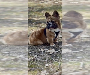 French Bulldog Puppy for sale in OBERLIN, OH, USA