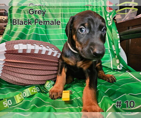 Medium Photo #1 Doberman Pinscher Puppy For Sale in CLINTON, OH, USA