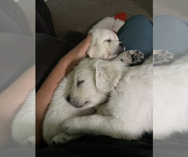 Medium Photo #12 Golden Retriever Puppy For Sale in WILTON, CA, USA