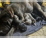 Small #6 Cane Corso-Daniff Mix