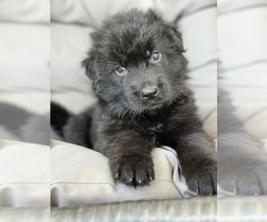 German Shepherd Dog Puppy for sale in CLEVELAND, TN, USA