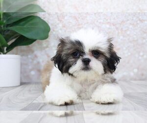 Shih Tzu Puppy for sale in MARIETTA, GA, USA