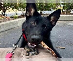 German Shepherd Dog-Unknown Mix Dogs for adoption in Martinez, CA, USA