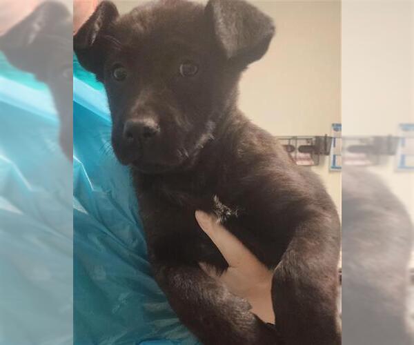 Medium Photo #1 Holland Shepherd-Unknown Mix Puppy For Sale in Bakersfield, CA, USA