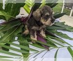 Small Photo #19 Schnauzer (Miniature) Puppy For Sale in FORT PIERCE, FL, USA