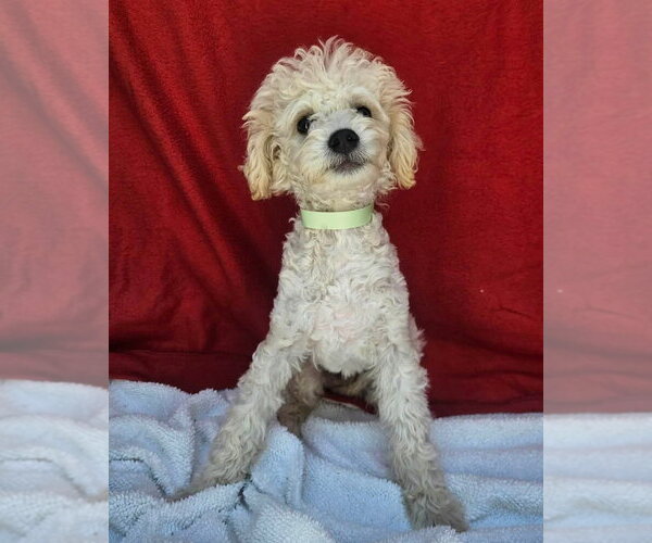 Medium Photo #1 Poodle (Miniature)-Unknown Mix Puppy For Sale in Lakewood, CO, USA
