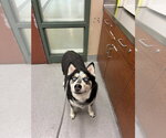 Small #1 Siberian Husky