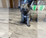 Small Photo #6 Wolf Hybrid Puppy For Sale in LAMAR, CO, USA