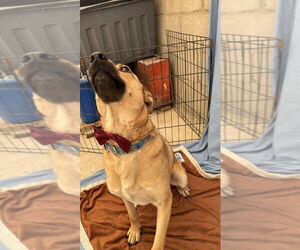 Winston (Courtesy Post) - Adopt Me! - Male Labrador Retriever-Unknown Mix Dog for Adoption - Photo #2