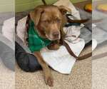 Small #6 Labrador Retriever Mix