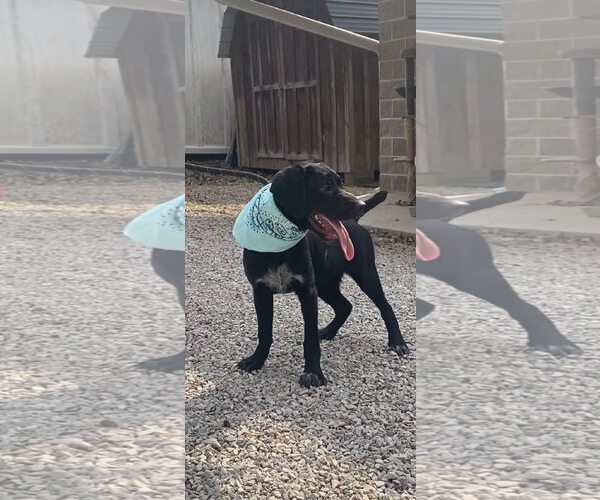 Medium Photo #2 Labrador Retriever-Unknown Mix Puppy For Sale in Frenchburg, KY, USA