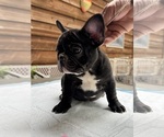 Small #1 French Bulldog