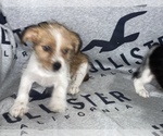 Small #8 Jack Russell Terrier-Shih Tzu Mix
